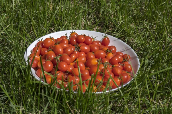 Tomates Cereja Selvagens Placa Branca Grama — Fotografia de Stock