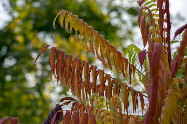 Dallarda Rhus Typhina Sonbahar Parlak Rengi Değiştirmez — Stok fotoğraf