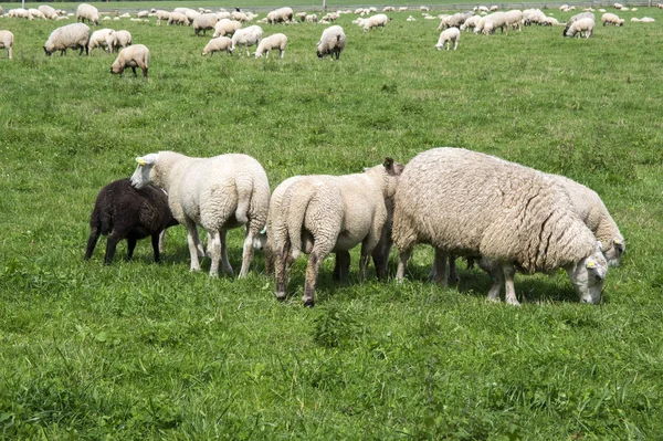 White common sheep ovis aries grazing on pasture
