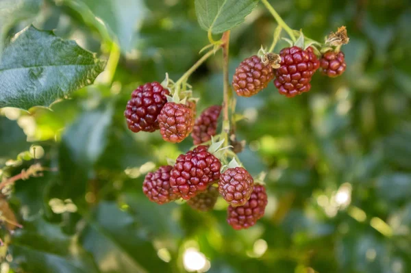 Rubus Fruticosus Grandes Sabrosas Moras Jardín Frutos Rojos Sin Madurar — Foto de Stock