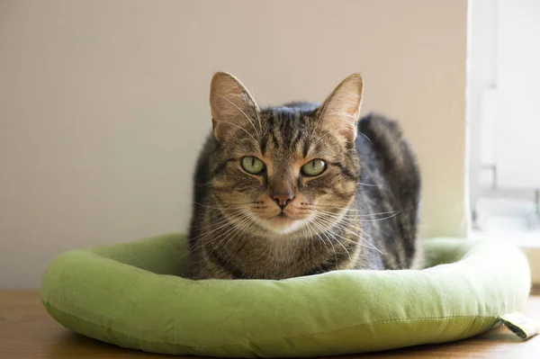 Домашня Кішка Тигр Лежить Зеленому Ліжку Кота Зоровий Контакт — стокове фото