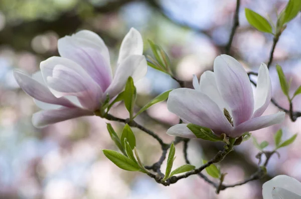 Magnolia Soulangeana Называется Блюдце Магнолия Цветущее Весеннее Дерево Красивым Розовым — стоковое фото