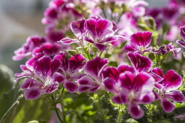 Pelargonium grandiflorum ornamental flower in bloom, pink violet purple flowering pot plant, group of beautiful flowers