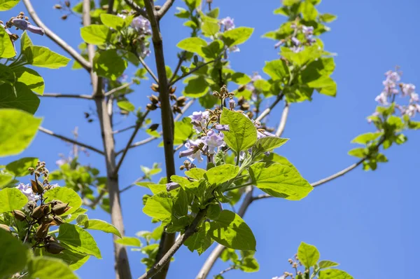 Paulownia Tomentosa Ornamental Flowering Tree Branches Green Leaves Seeds Violet — Stock Photo, Image