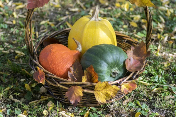 Tres Calabazas Cesta Mimbre Calabaza Espagueti Amarillo Calabaza Moscatel Verde — Foto de Stock