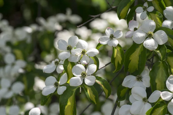Cornus kousa süs ve güzel çiçekli çalı, parlak beyaz çiçek çiçek açan dalları, yeşil yapraklarda dört yaprakları ile