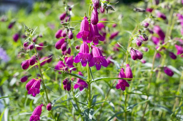 彭斯特蒙墨西卡利品种红岩花卉 紫色观赏钟开花小植物在草 — 图库照片