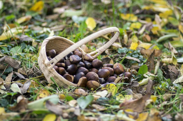 Group Sweet Chestnuts Spilled Grass Autumn Leaves Small Wicker Basket — Stock Photo, Image