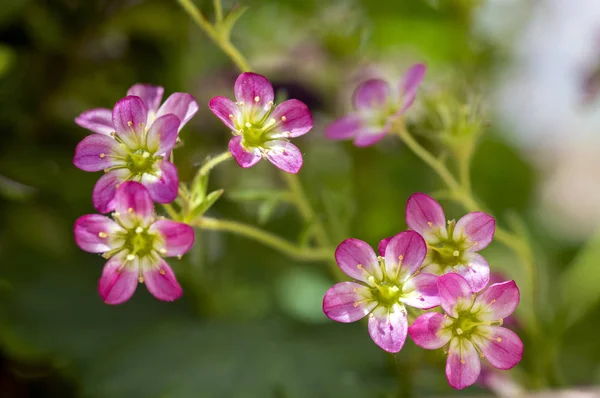 Saxifraga Arendsii Dekorative Bergblume Rosa Blühende Kleine Bodenpflanze Gruppe Von — Stockfoto