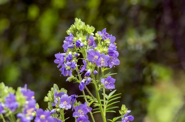 Polemonium Caeruleum Beautiful Flowers Bloom Wild Blue Flowering Plant Meadow — Stock Photo, Image