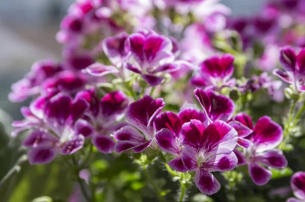 ゼラニウム系装飾花満開 ピンク バイオレット パープル開花鉢植え 美しい花のグループ — ストック写真