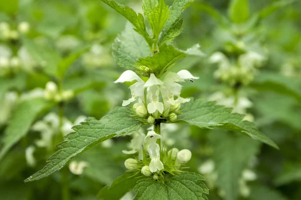 Lamium album beyaz çiçek çiçeklenme
