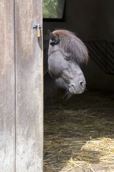 Zwarte Shetland Pony Verborgen Een Paard Stablle — Stockfoto