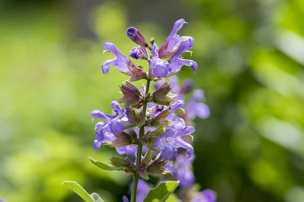 Salvia Officinalis Evergreen Saudável Subarbusto Flor Planta Cozinha Floração Violeta — Fotografia de Stock