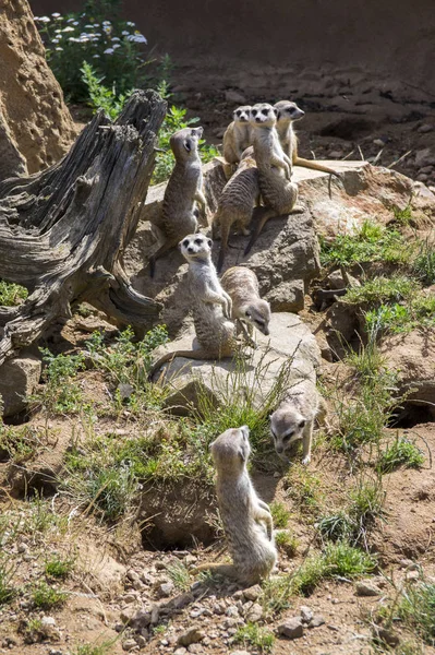 Άγρυπνο Meerkats Οικογένειας Στέκεται Φρουρός — Φωτογραφία Αρχείου