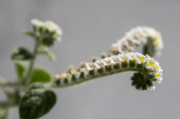 Heliotropium Villosum Grupo Pequeñas Flores Blancas Flor — Foto de Stock
