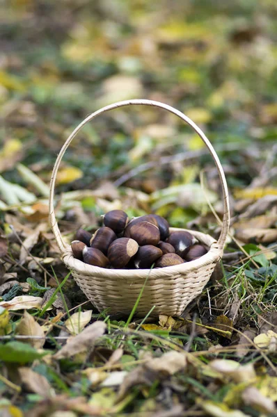 Grupo Castanhas Doces Grama Folhas Outono Cesta Vime Pequena — Fotografia de Stock