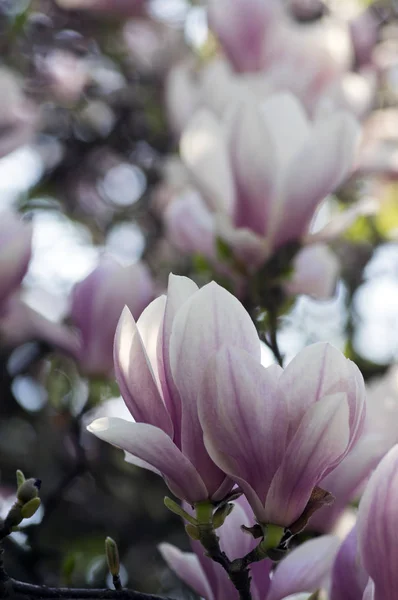 Magnolia Soulangeana Называется Блюдце Магнолия Цветущее Весеннее Дерево Красивым Розовым — стоковое фото