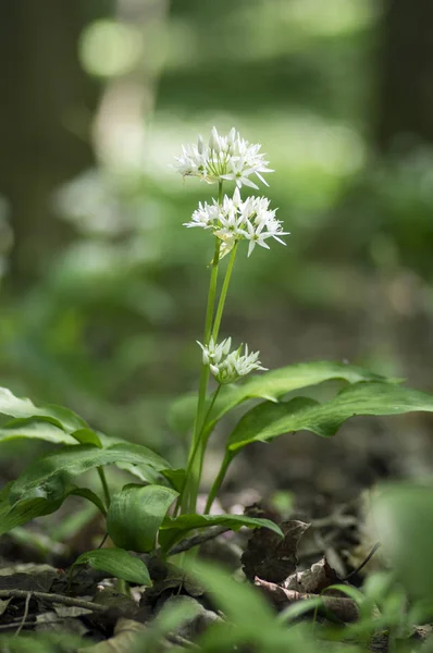 Group White Allium Ursinum Herbaceous Flowers Leaves Blurry Background Hornbeam — Stock Photo, Image