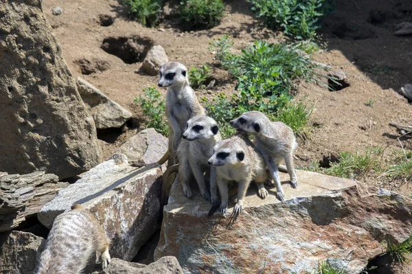 Άγρυπνο Meerkats Οικογένειας Στέκεται Φρουρός — Φωτογραφία Αρχείου