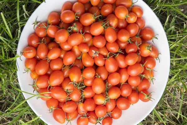 Tomates Cereja Selvagens Placa Branca Grama — Fotografia de Stock