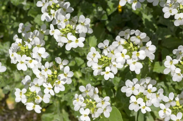 アラビス Caucasica 装飾用庭白い花 咲いて山岩クレス グランド カバー植物 — ストック写真