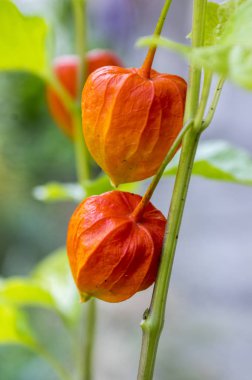 Meyve, kırmızı yaprakları ile kök üzerinde kapsayan gebe olgunlaşma Physalis alkekengi