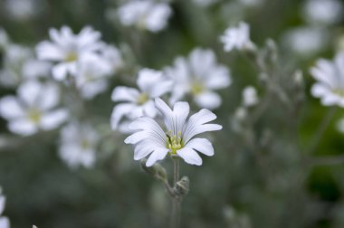 Yazın kar yağması, çiçek açmış serastiyum tomentosum, arka planda beyaz çiçekler