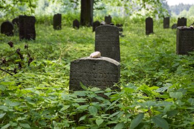 Otlar ile çevrili Havlickuv Brod, Çek Cumhuriyeti, mezar yakınındaki ormanda bir Yahudi mezarlığı terk
