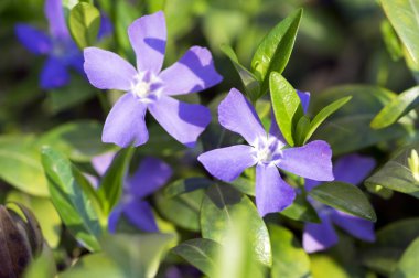 Vinca küçük küçük Cezayir menekşesi çiçekler, çiçek, süs sürünen çiçekler, iki çiçek başları ortak Cezayir menekşesi