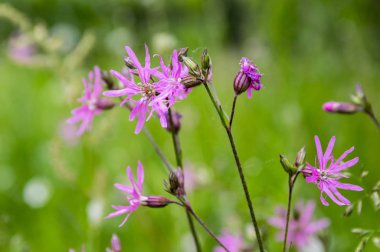 Lychnis flos-cuculi çiçek açan çiçek çayır üzerinde
