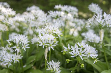 Allium ursinum ayının sarımsak çiçek