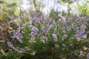 Calluna vulgaris küçük bir çok yıllık çalı çiçek küçük küçük çiçekler tam