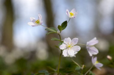 Yapraklı Isopyrum bahar çiçek, grup beyaz çiçekli bitkiler ormandaki yeşil yaprakları ile rue
