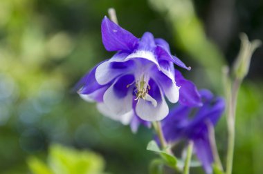 Aquilegia caerulea bloom, tek çiçek, mavi ve beyaz
