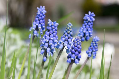 Muscari armeniacum, mavi bahar çiçek bubous çiçek