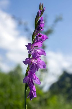 Glayöl imbricatus, kılıç lily, çok yıllık cormous çiçekli bitki çiçek