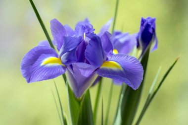 Iris Hollandica Sapphire güzellik süs çiçekli bitki, mor menekşe ve kısmen sarı çiçek çiçek yeşil kök üzerinde