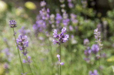 Çiçek çiçek Lavandula angustifolia Grup