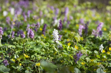 Corydalis cava ilkbaharın başlarında vahşi orman çiçekleri, beyaz menekşe mor çiçekler yeşil yapraklı güzel küçük bitkiler
