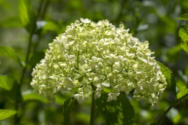 Ortanca arborescens çiçek