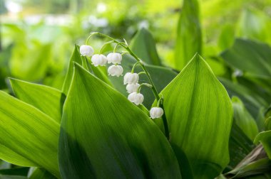Convallaria majalis toksik güzel orman süs çiçek çiçek yaprakları ile