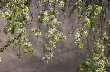 Mahaleb cherry tree flowering, deciduous tree with group of small white flowers, buds and green leaves on branches in morning sunlight clipart