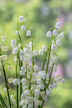 Convallaria majalis toksik güzel orman süs çiçek çiçek yaprakları ile