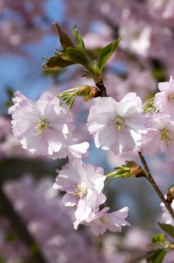 Prunus serrulata in bloom, romantic pink spring blooming tree, branches full of double flowers clipart