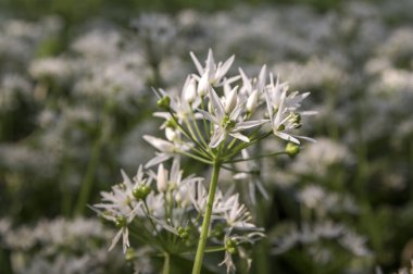 Allium ursinum ayının sarımsak Bloom, büyülü ışık