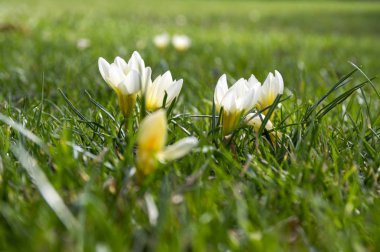 Crocus vernus Bloom, sarı ve beyaz tomurcukları için başlangıç
