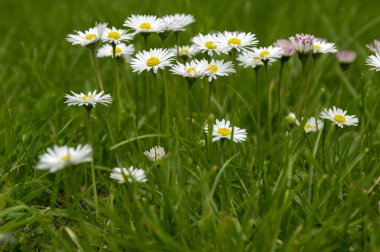 Bir grup çiçek açmış papatya.