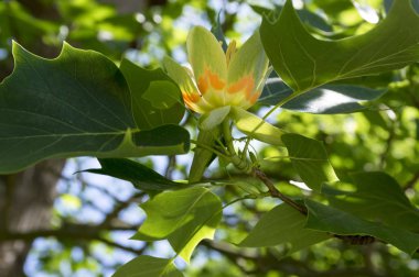 Liriodendron tulipifera süs ağacı çiçek