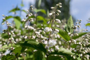 Deutzia scabra beyaz pembe Çift Kişilik çiçek çiçek, yeşil yaprakları ile süs çalı çiçekli güzel
